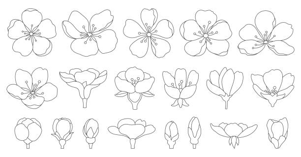 ilustrações, clipart, desenhos animados e ícones de sakura flor de cerejeira flor doodle linha preta conjunto - cherry blossom flower head spring flower