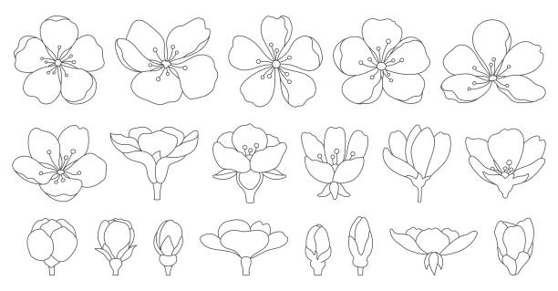 Sakura cherry flower blossom doodle black line set Sakura cherry flower blossom doodle black line set. Seasonal oriental decorating plant blooming Chinese Japanese symbol hand draw style thin outline element blooming spring summer botanical isolated sakura matsuri stock illustrations