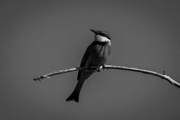 istock Mono little bee-eater on branch turning head 1467007834