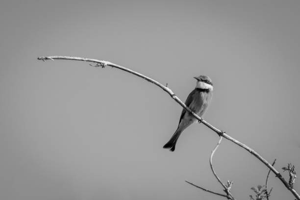istock Mono little bee-eater on branch watches camera 1467007835
