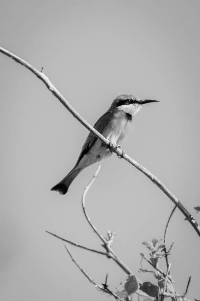 istock Mono little bee-eater on branch turning right 1467007837