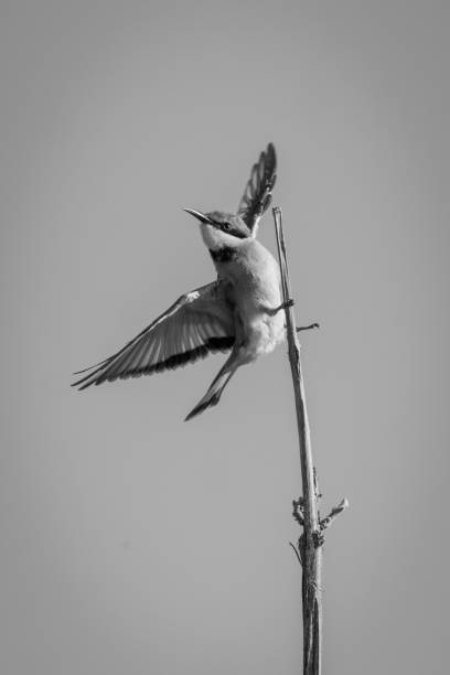 istock Mono little bee-eater spreading wings on branch 1467007851