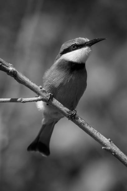 istock Mono little bee-eater showing catchlight on branch 1467007856