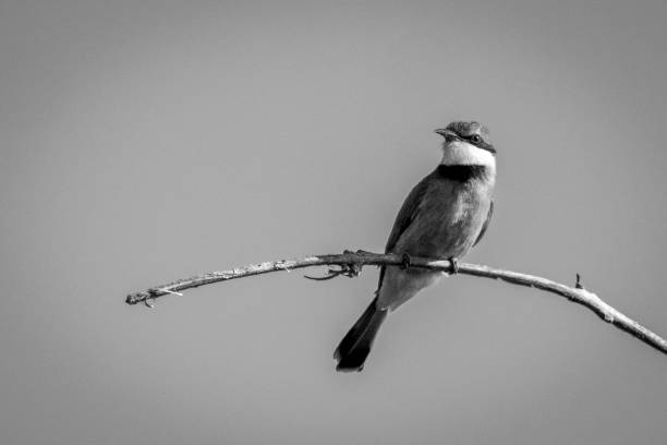 istock Mono little bee-eater on branch watching camera 1467007858