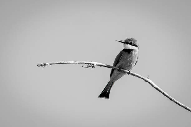 istock Mono little bee-eater turning head on branch 1467007869
