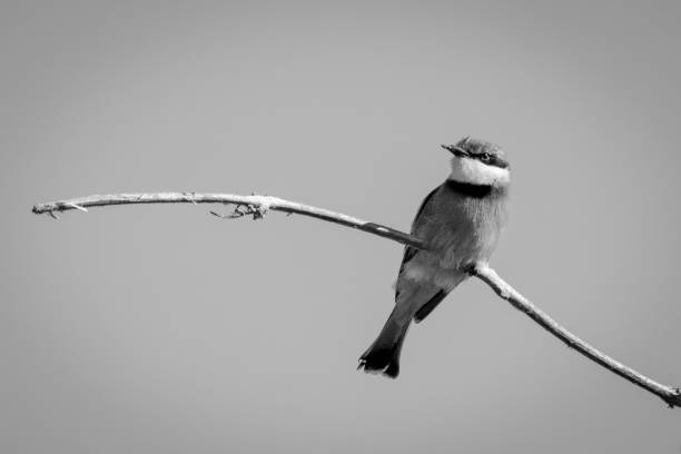 istock Mono little bee-eater with catchlight on twig 1467007885