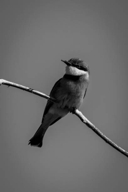 istock Mono little bee-eater with catchlight watches camera 1467007891
