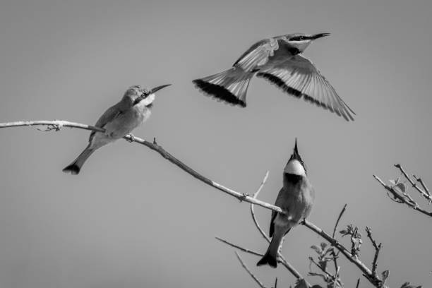 istock Mono little bee-eaters watch another flying overhead 1467007906