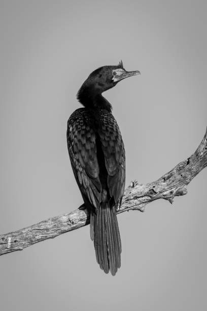 istock Mono reed cormorant turns head towards camera 1467007916
