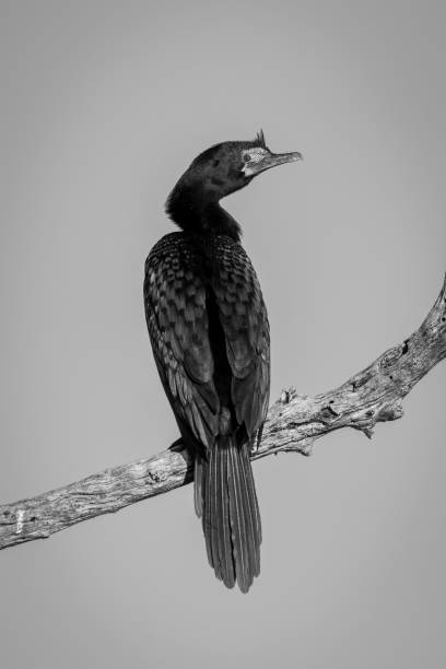 Mono reed cormorant turns head towards camera Mono reed cormorant turns head towards camera phalacrocorax africanus stock pictures, royalty-free photos & images