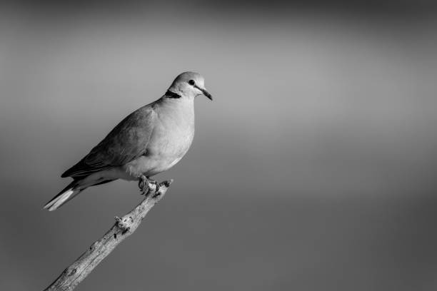 istock Mono ring-necked dove perched in golden light 1467008315
