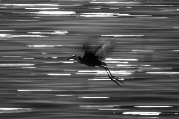 Mono slow pan of flying African jacana