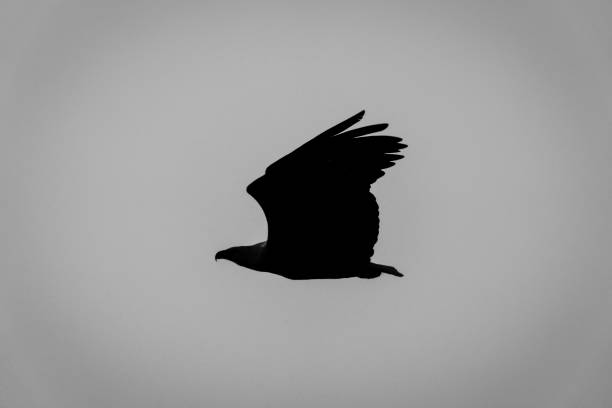 istock Mono silhouette of African fish eagle flying 1467008375