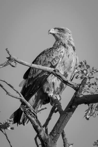 istock Mono tawny eagle on branch turning head 1467008486