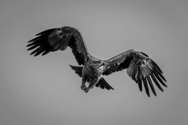 istock Mono tawny eagle flies in blue sky 1467008487