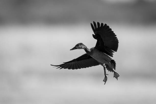 моно белолицая свистящая утка поднимает крылья, чтобы приземлиться - white faced whistling duck стоковые фото и изображения