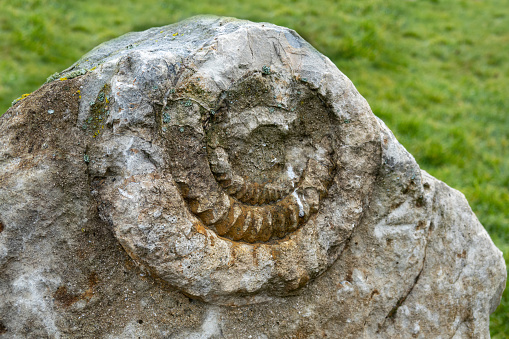 Ammonite nautilus fossil embedded in a rock