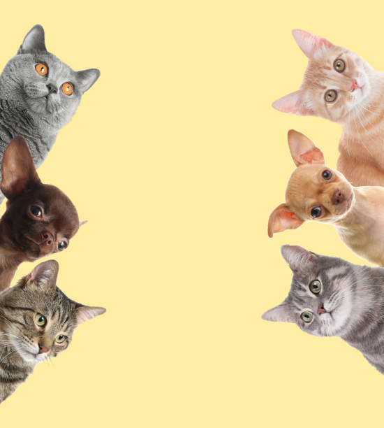 istock Cute funny cats and dogs on beige background. Space for text 1467009916