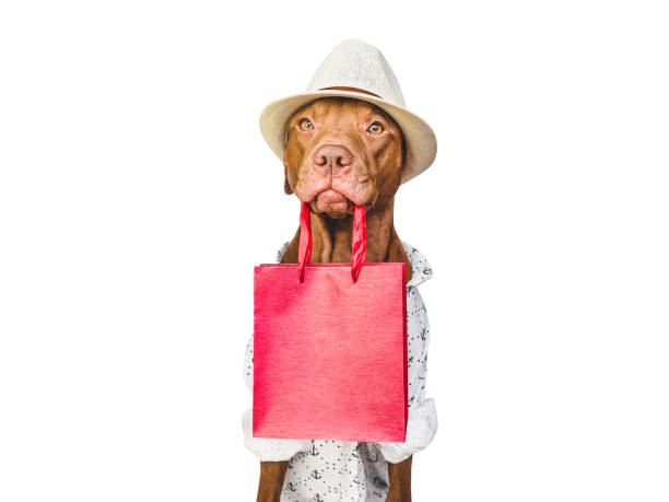 かわいい子犬と買い物袋。クローズ アップ - 13414 ストックフォトと画像