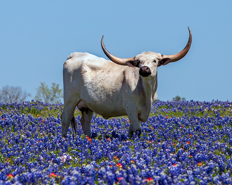 Texas longhorn gazes while grazing in a field of Texas Bluebonnets.