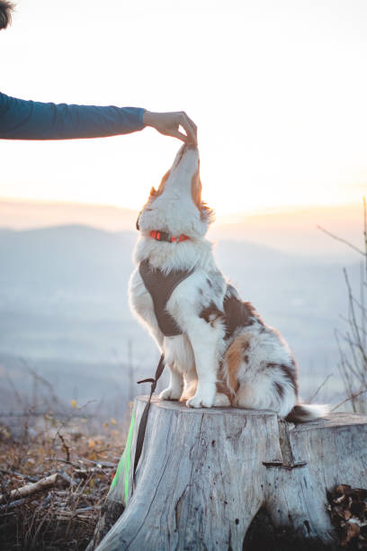 istock Master feeds her four-legged Australian Shepherd puppy sitting on a tree stump. A snack for the good and obedient dog on top of the hill. Beskydy mountains, Czech republic 1467016650