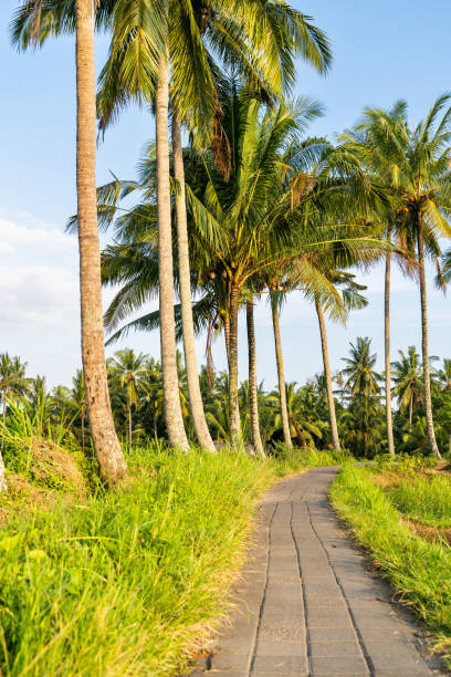istock A narrow winding road passing through rice fields in Ubud, Bali. 1467017006