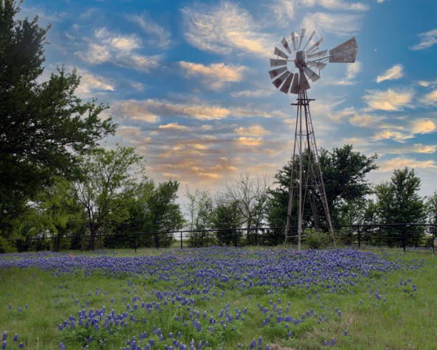 Bluebonnets and Windmill at Sunset A windmill at the corner of a property anchors a field of Texas bluebonnets at dusk. texas bluebonnet stock pictures, royalty-free photos & images