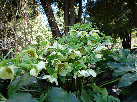 blooming green hellebore among the trees in the spring forest. High quality photo