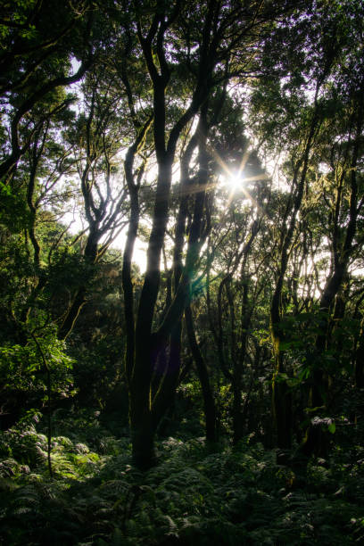 istock Fairytale forest in the Anaga Mountains in Tenerife 1467018408