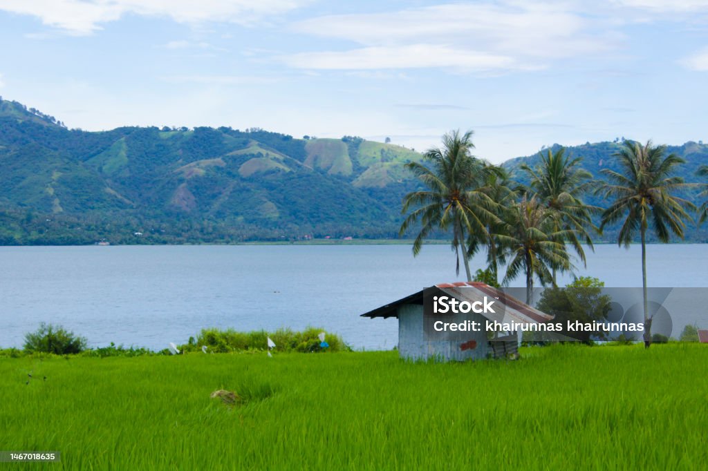rice fields in lakes and mountains the countryside where my parents live is a place that is so naturally beautiful and calming even though now they live far away in the city occasionally coming back to the village for big family reunions miss everyone Aerial View Stock Photo