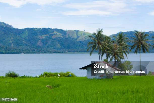 Rice Fields In Lakes And Mountains Stock Photo - Download Image Now - Aerial View, Agricultural Field, Agriculture
