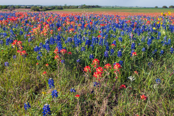 istock Wildflower Meadow on Texas 1467019108