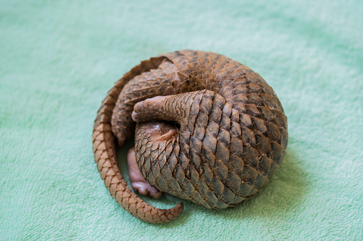 pangolins are the most trafficked mammal in the world.