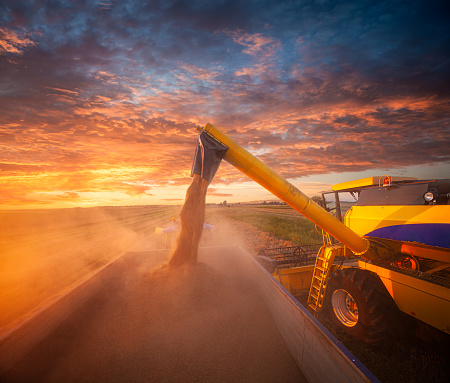 A combine harvester unloads threshed grain onto a farm tractor trailer against the setting sun.