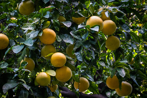 Pomelo fruits hanging on tree ,
