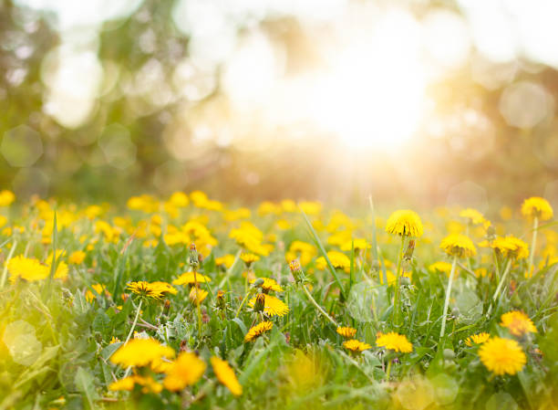 istock field with dandelions in the spring in the sun 1467025641