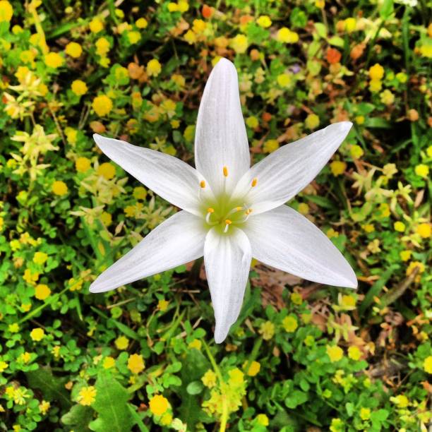 istock Flower Among the Weeds 1467026683