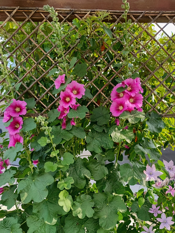 Alcea setosa or bristly hollyhock pink tall flower in the garden design.