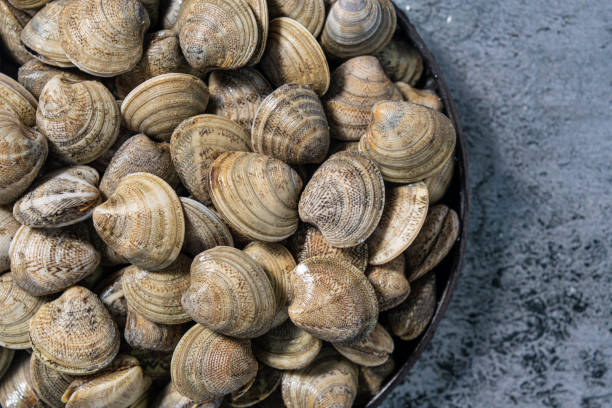 istock Clams fresh seafood catch macro closeup texture on gray 1467029201