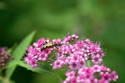 Macro shot of a slender flower longhorn beetle on Japanese Spirea flower.