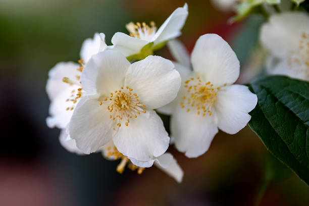 philadelphus coronarius ou douces fleurs blanches orangées dans la conception du jardin - corolle photos et images de collection