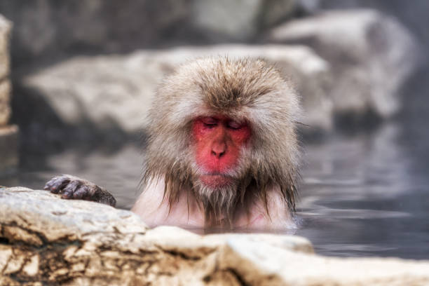 scimmia della neve nel parco delle scimmie di jigokudani - jigokudani foto e immagini stock