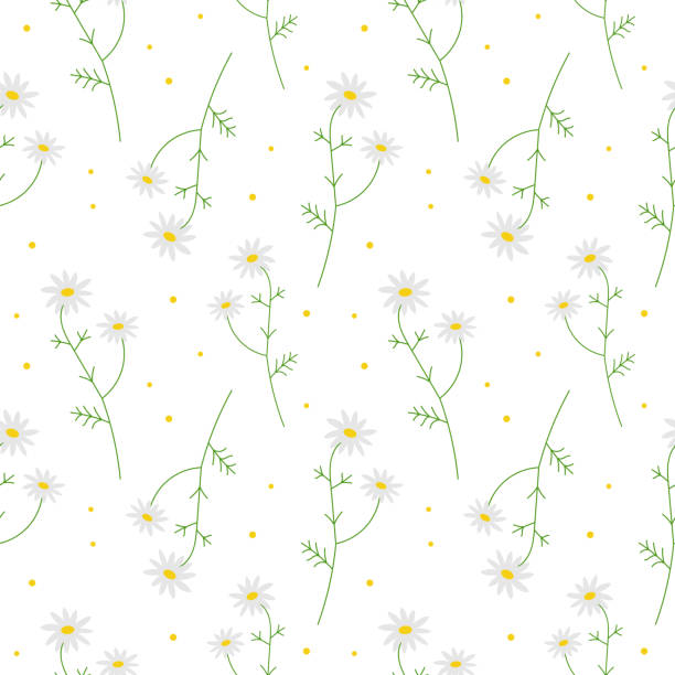 Cute seamless repeating pattern with daisies on a white background, floral motif. Ornamental background.For wrapping paper, fabric and product design Cute seamless repeating pattern with daisies on a white background, floral motif. Ornamental background.For wrapping paper, fabric and product design.Vector daisy chain drawing stock illustrations