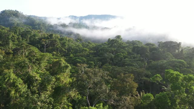Flying in the fog over a dense tropical forest canopy