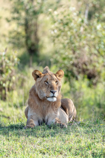 Teenager Lion Male Animal Wildlife Stock Photos, Pictures & Royalty-Free  Images - iStock