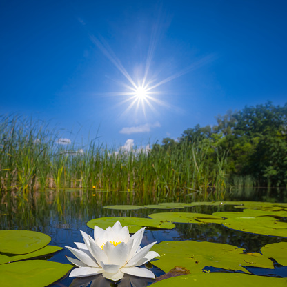 white water lily in summer lake at hot sunny day