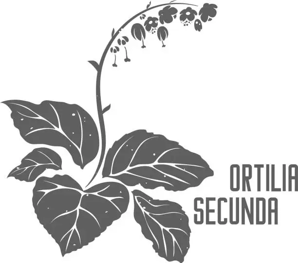 Vector illustration of Ortilia secunda plant vector illustration