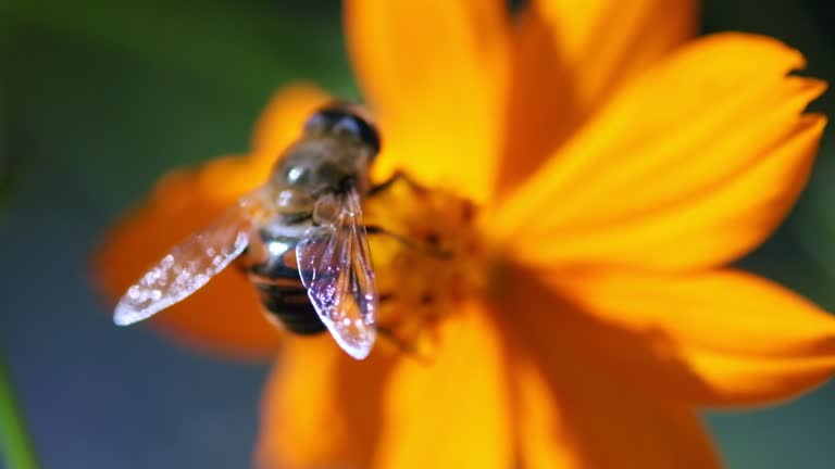 Slow motion footage of Honey bee collecting pollen from a yellow flower.