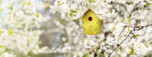 hanging birdhouse in white flowering branches in spring, natural scene in springtime, concept for protecting environment, idyllic nature, decoration in easter season