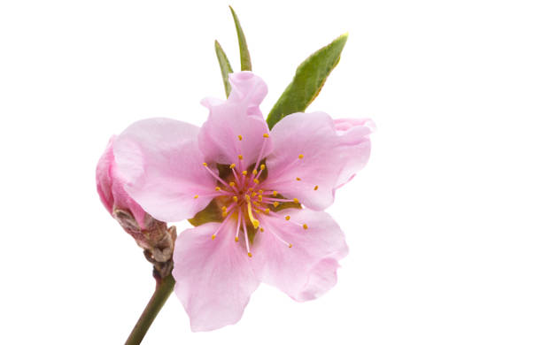 istock pink sakura flower isolated 1467039286